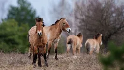 Chernobyl: A Nuclear Disaster Zone Becomes Thriving Wildlife Refuge