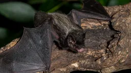 Ontario Boy Dies of Rabies After Bat Encounter While Sleeping