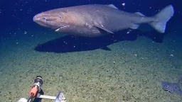 Rare Shark Sighting Confirmed in Antarctic Waters, Challenging Scientific Assumptions