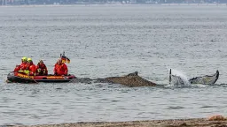 Stranded Humpback Whale in Germany Faces Desperate Rescue Efforts