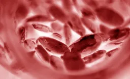 Altitude's Secret: Red Blood Cells as a New Diabetes Solution