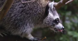 Quebec Rabies Outbreak Accelerates as Cases Surge Near Montreal