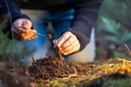 Master Lawn Soil Sampling in 5 Steps