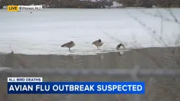 NJ Investigates Mass Goose Deaths Amid Avian Flu Concerns