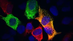 Cellular Fountain of Youth? New Aging Process Uncovered in Worms
