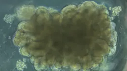Lab-Grown Mini-Brains Trained to Solve Engineering Challenges