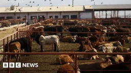 Canada Bans Texas Cattle Amid Flesh-Eating Screwworm Outbreak