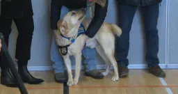 Life-Changing Work of Service Dogs in Saskatchewan