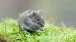 Scientists Develop Eye Drops That Give Mouse Eyes Photosynthesis