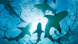 Bahamian Sharks Test Positive for Cocaine, Caffeine, and Painkillers