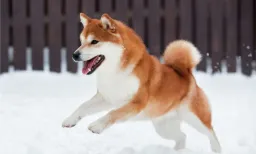 Shiba Inu Faces Selling Pressure as 40B Tokens Flood Exchanges