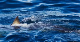 Spearfisher Killed in Fatal Shark Attack on Great Barrier Reef