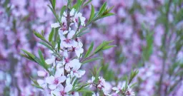Edmonton Faces Intense Allergy Season Due to Late Spring and Drought