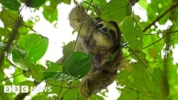 Tragedy Strikes Sloth World: Dozens Die Ahead of Orlando Attraction Opening