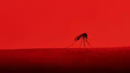 Scientists Engineer Mosquitoes to Combat Dengue Outbreaks