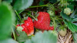 Spanish Strawberries Top EU Study for Lowest Pesticide Levels