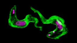 Parasite's 40-Year-Old 'Molecular Shredder' Mystery Solved
