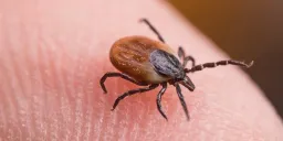 Tick Bite ER Visits Hit Highest Level Since 2017 as Disease Risk Surges