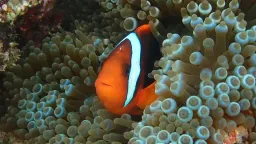 Baby Clownfish Shed Stripes to Climb Social Ladder, New Study Reveals