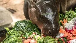Man Trespassed in Hippo Moo Deng's Enclosure