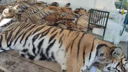 Virus Claims 72 Tigers in Thailand; Officials Rule Out Public Health Threat
