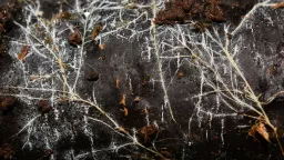 Earth's Hidden Fungal Networks: A Carbon Crisis Unveiled