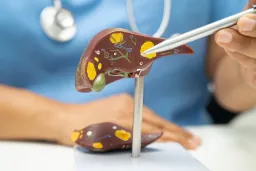 TREM2 Feedback Loop Drives Liver Fibrosis: Study Reveals Therapeutic Target