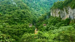Tropical Forests Halt Carbon Absorption During El Niño