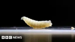 US Deploys Sterile Flies and Sniffer Dogs to Fight Screwworm Outbreak