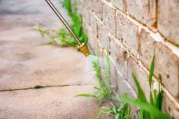 Vinegar as a Weed Killer: Effective Use Requires Avoiding Common Errors