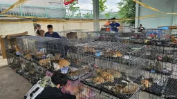 Vietnam Police Dismantle Major Cat Meat Ring, Seize Over 500 Animals