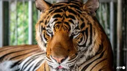 Deadly Virus Claims Dozens of Tigers at Thai Animal Park