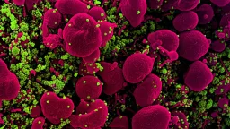 Viruses Don't Need Mutations to Jump to Humans, Study Reveals