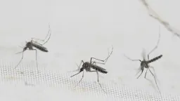 Singapore Expands Wolbachia Mosquito Program to Combat Dengue