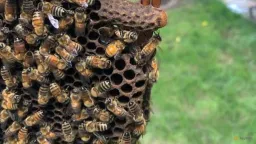Honeybee Queens Require a 'Royal Palace,' Not Just Royal Jelly, to Develop