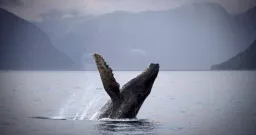 Rich Food Supply and Conservation Fuel Whale Boom in B.C.'s Salish Sea
