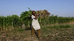 Iran War Disrupts Fertilizers, Risks Global Food Price Surge