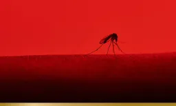 WHO Approves First Malaria Drug for Newborns, Addressing Critical Healthcare Gap