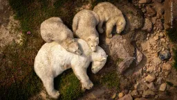 People's Choice Winner Revealed in Wildlife Photographer of the Year