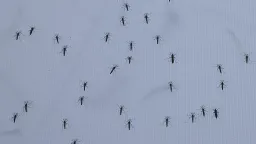 German Mosquito Surge: Expert Warns of Aggressive Asian Tiger Species