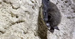 Parks Canada Battles White-Nose Syndrome Threatening Alberta's Bats