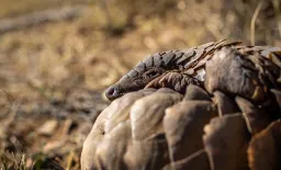 Wildlife Trade Fuels Zoonotic Disease Risk Over Time, Study Finds