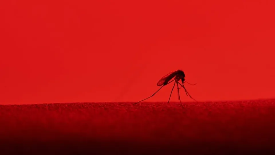 Scientists Engineer Mosquitoes to Combat Dengue Outbreaks