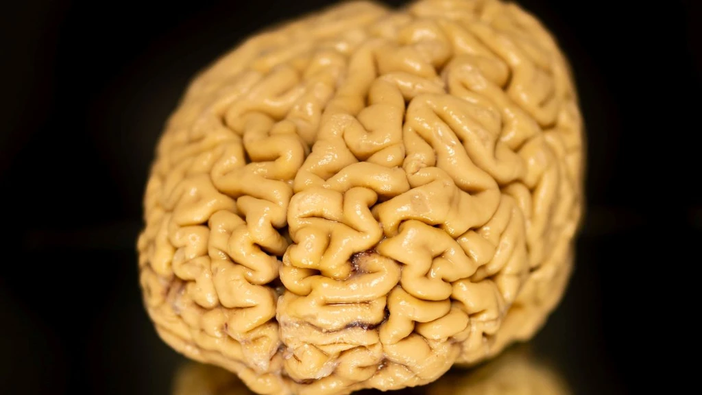 Superagers' Brain Secret: New Neuron Growth Fuels Exceptional Memory