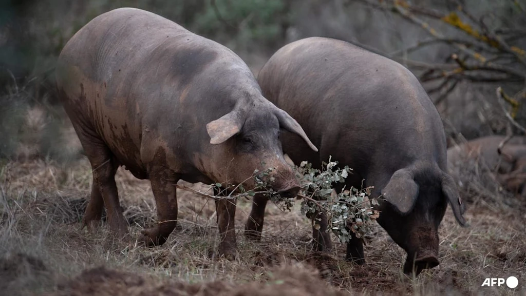 Spain Reports Potential Human-to-Human Swine Flu Transmission to WHO