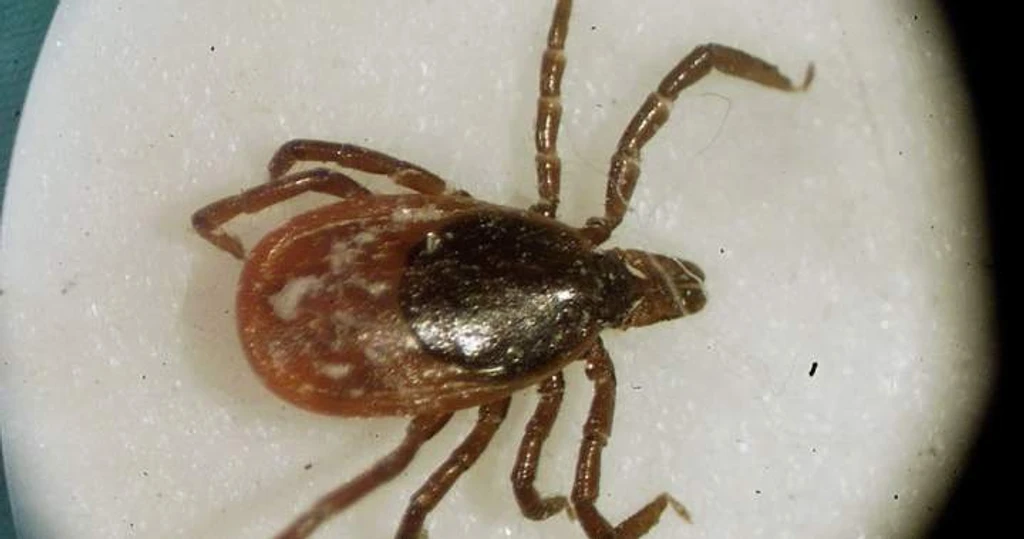 Tick-Borne Illnesses Surge Across Canada as Warmer Winters Expand Habitats