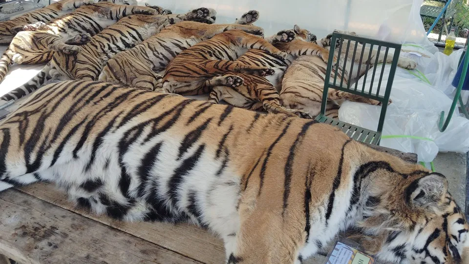 Virus Claims 72 Tigers in Thailand; Officials Rule Out Public Health Threat