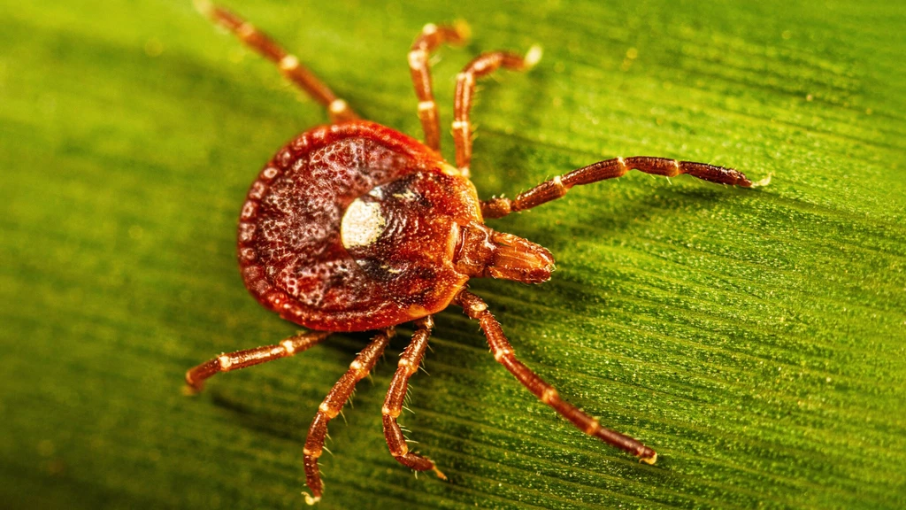 New Study Reveals Surprisingly High Risk of Tick-Borne Meat Allergy