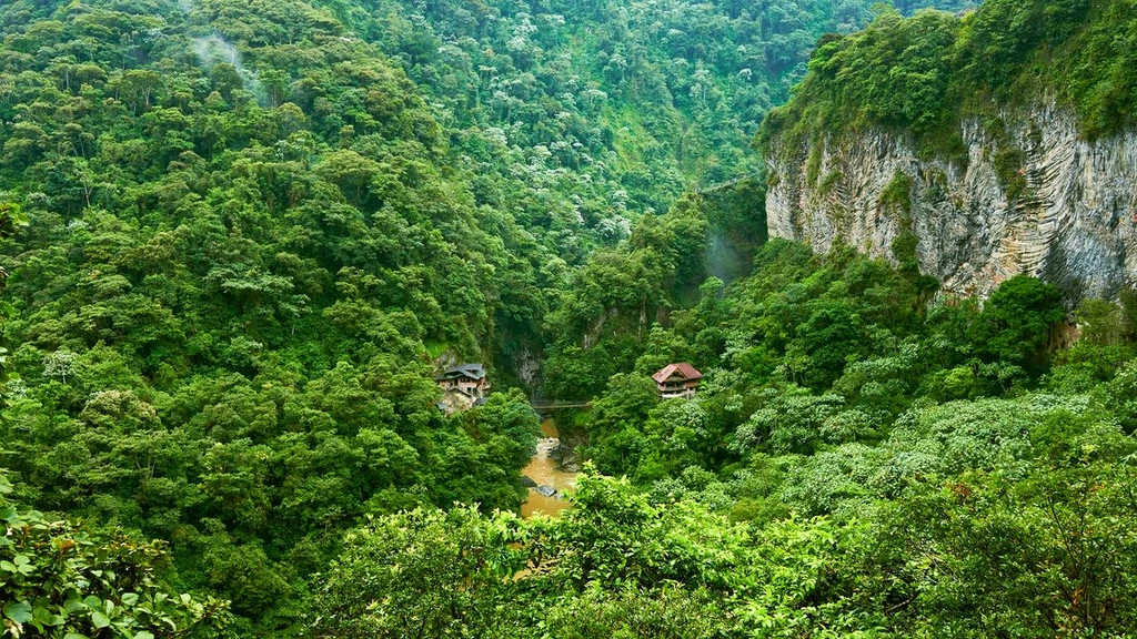 Tropical Forests Halt Carbon Absorption During El Niño