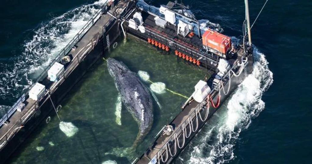 Stranded Humpback Whale Timmy Returns to Ocean After Month-Long Rescue